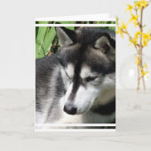 Siberische Husky Profiel Wenskaart Kaart (Gele Bloem)