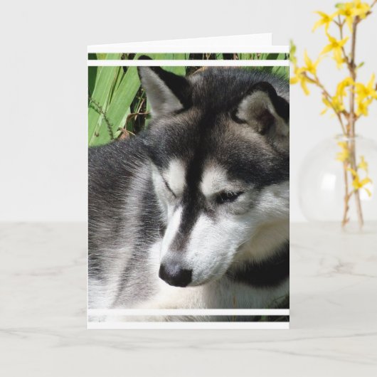 Siberische Husky Profiel Wenskaart Kaart (Gele Bloem)