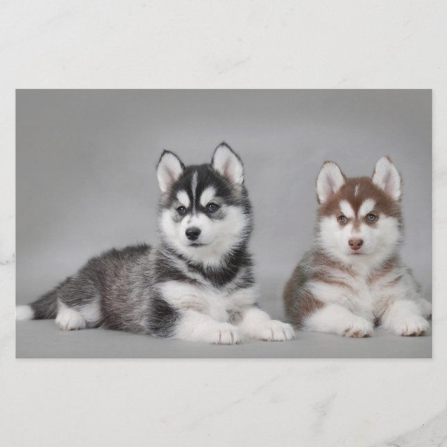 Siberische husky-puppies (Voorkant)