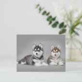 Siberische husky-puppies briefkaart (Staand voorkant)