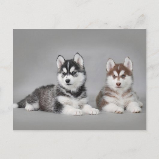Siberische husky-puppies briefkaart (Voorkant)