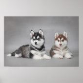 Siberische husky-puppies poster (Voorkant)