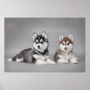 Siberische husky-puppies poster