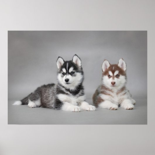 Siberische husky-puppies poster (Voorkant)
