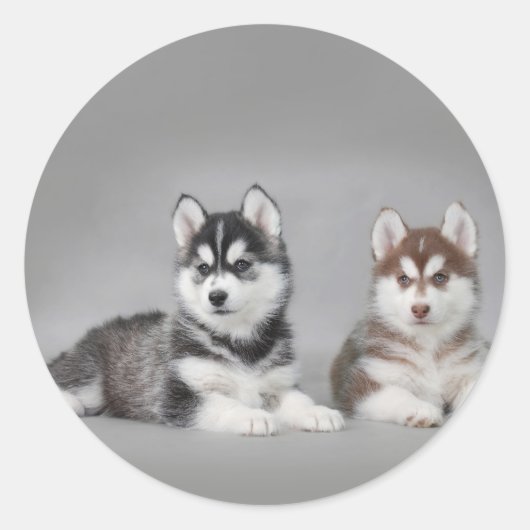 Siberische husky-puppies ronde sticker (Voorkant)