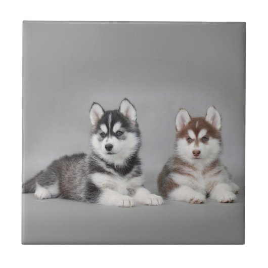Siberische husky-puppies tegeltje (Voorkant)