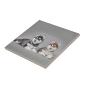 Siberische husky-puppies tegeltje (Zijkant)