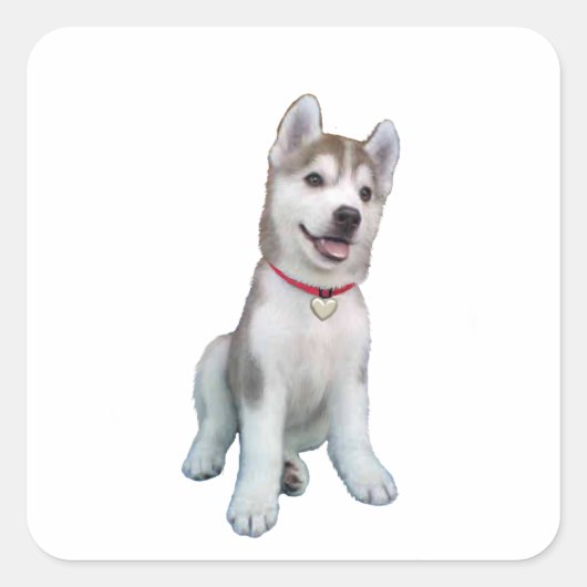 Siberische Husky Puppy Vierkante Sticker (Voorkant)