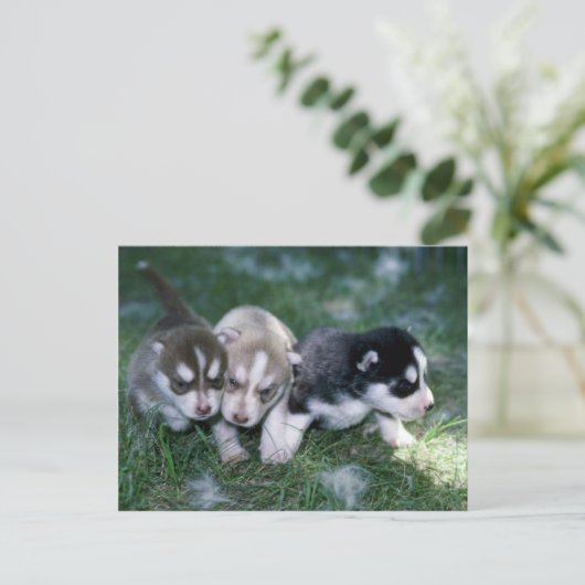 Siberische Husky pups, 3 weken Briefkaart (Staand voorkant)