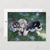 Siberische Husky pups, 3 weken Briefkaart (Voorkant / Achterkant)