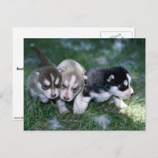 Siberische Husky pups, 3 weken Briefkaart (Voorkant / Achterkant)