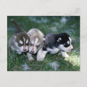 Siberische Husky pups, 3 weken Briefkaart