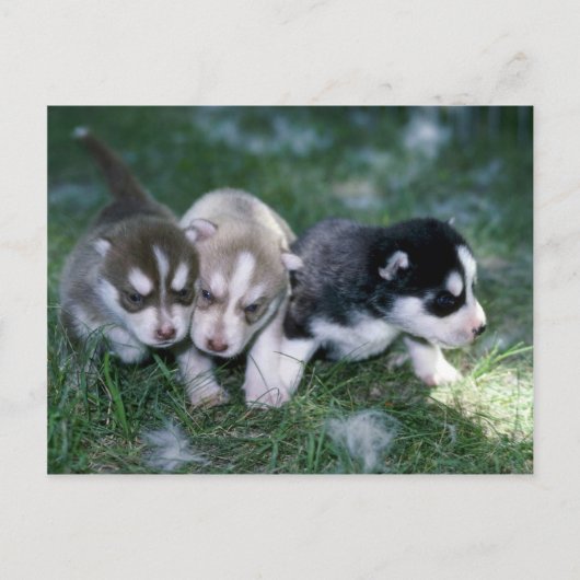 Siberische Husky pups, 3 weken Briefkaart (Voorkant)