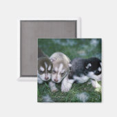 Siberische Husky pups, 3 weken Magneet (Voorkant / Achterkant)