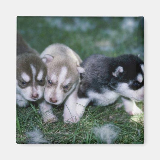 Siberische Husky pups, 3 weken Magneet (Voorkant)