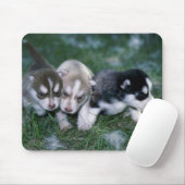 Siberische Husky pups, 3 weken Muismat (Met muis)