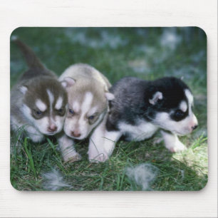 Siberische Husky pups, 3 weken Muismat