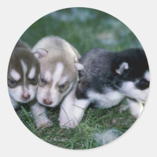 Siberische Husky pups, 3 weken Ronde Sticker