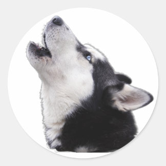 siberische husky ronde sticker