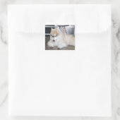 siberische husky sable and white puppy vierkante sticker (Tas)