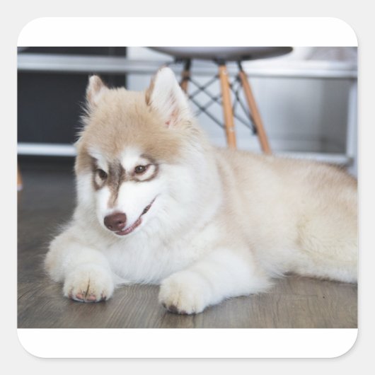 siberische husky sable and white puppy vierkante sticker (Voorkant)