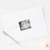 siberische husky sable and white puppy vierkante sticker (Envelop)