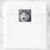Siberische Husky Snow Vierkante Sticker (Tas)