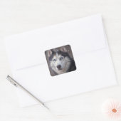 Siberische Husky Snow Vierkante Sticker (Envelop)