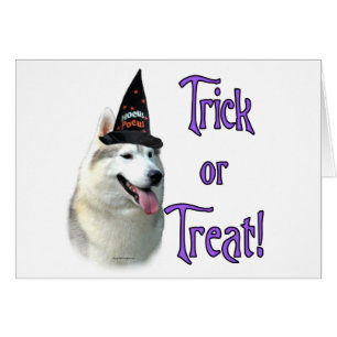 Siberische Husky Trick