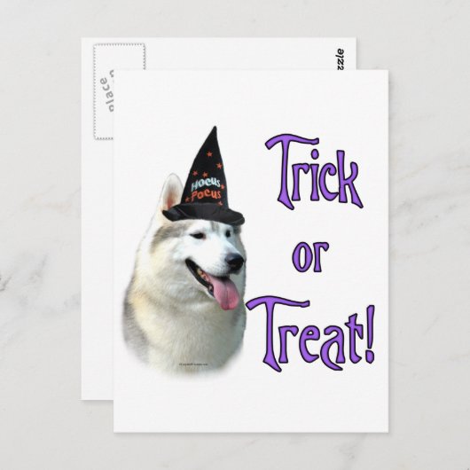 Siberische Husky Trick Briefkaart (Voorkant / Achterkant)