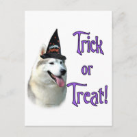 Siberische Husky Trick