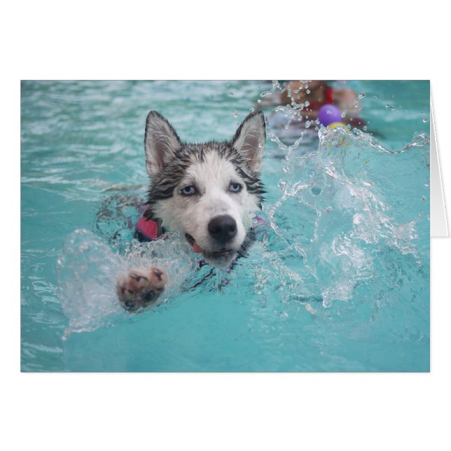 Siberische Husky zwemmen in de pool (Voorkant Horizontaal)