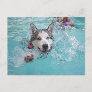 Siberische Husky zwemmen in de pool Briefkaart