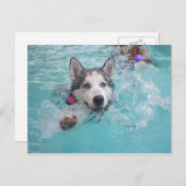 Siberische Husky zwemmen in de pool Briefkaart (Voorkant / Achterkant)