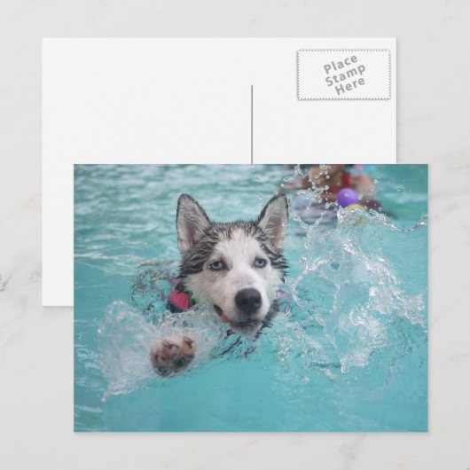 Siberische Husky zwemmen in de pool Briefkaart (Voorkant / Achterkant)