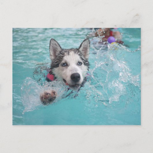 Siberische Husky zwemmen in de pool Briefkaart (Voorkant)