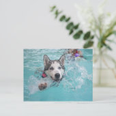 Siberische Husky zwemmen in de pool Briefkaart (Staand voorkant)