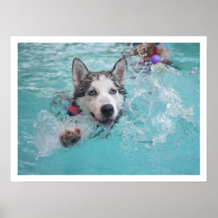 Siberische Husky zwemmen in de pool Poster