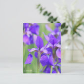 Siberische iris [Briefkaart] Briefkaart (Staand voorkant)