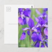 Siberische iris [Briefkaart] Briefkaart (Voorkant / Achterkant)