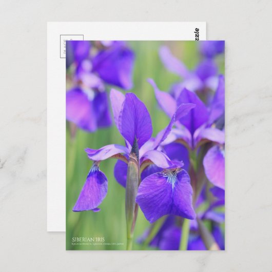 Siberische iris [Briefkaart] Briefkaart (Voorkant / Achterkant)