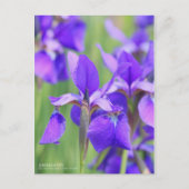 Siberische iris [Briefkaart] Briefkaart (Voorkant)