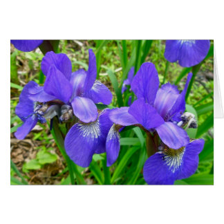 Siberische iriscoördinatiepunten