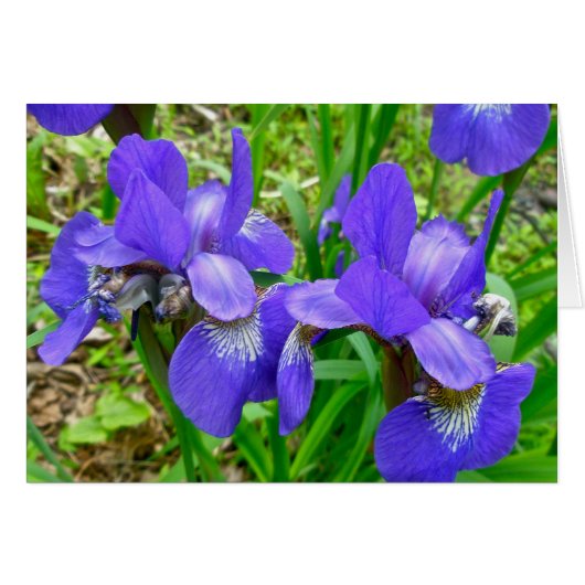 Siberische iriscoördinatiepunten (Voorkant Horizontaal)