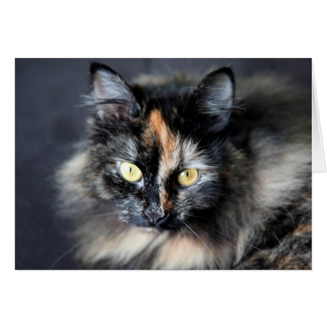 Siberische kat (Voorkant Horizontaal)