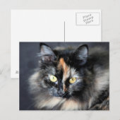 Siberische kat briefkaart (Voorkant / Achterkant)