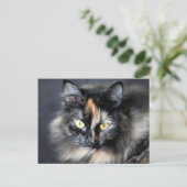 Siberische kat briefkaart (Staand voorkant)