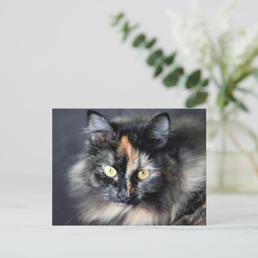 Siberische kat briefkaart (Staand voorkant)