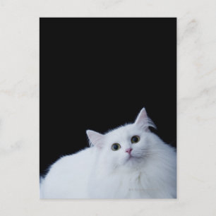 Siberische kat briefkaart