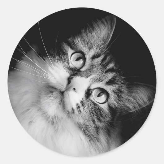 Siberische kat envelop afdichtingen ronde sticker (Voorkant)